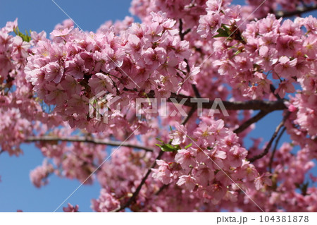 新学期 開花 新学期 開花 104381878