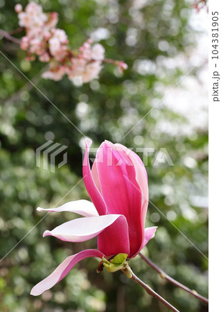 赤モクレンの花と木漏れ日 赤モクレンの花と木漏れ日 104381905