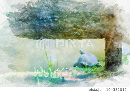 亀の水彩画のイラスト素材 [104382012] - PIXTA