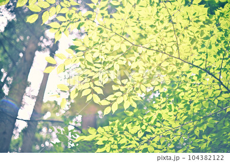 初夏の森の木漏れ日 104382122