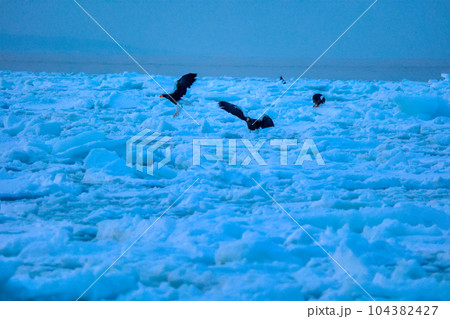鷲　オオワシ　北海道　オホーツク海　遊覧船　クルーズ船　流氷 104382427