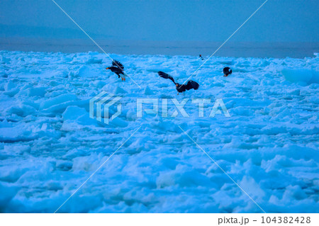 鷲 オオワシ 北海道 オホーツク海 遊覧船 クルーズ船 流氷 鷲 オオワシ 北海道 オホーツク海 遊覧船 クルーズ船 流氷 104382428
