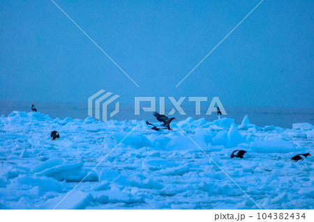 鷲　オオワシ　北海道　オホーツク海　遊覧船　クルーズ船　流氷 104382434