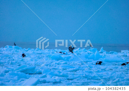 鷲　オオワシ　北海道　オホーツク海　遊覧船　クルーズ船　流氷 104382435
