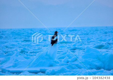 鷲 オオワシ 北海道 オホーツク海 遊覧船 クルーズ船 流氷 鷲 オオワシ 北海道 オホーツク海 遊覧船 クルーズ船 流氷 104382438