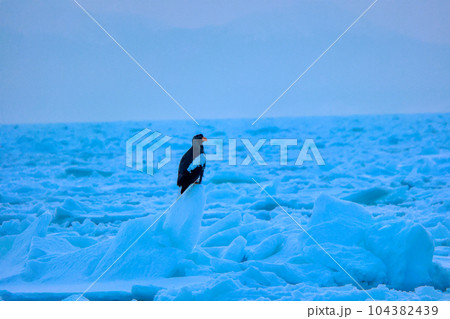 鷲 オオワシ 北海道 オホーツク海 遊覧船 クルーズ船 流氷 鷲 オオワシ 北海道 オホーツク海 遊覧船 クルーズ船 流氷 104382439