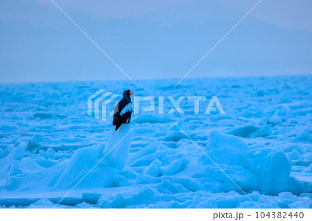 鷲　オオワシ　北海道　オホーツク海　遊覧船　クルーズ船　流氷 104382440