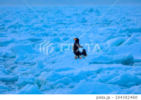 鷲　オオワシ　北海道　オホーツク海　遊覧船　クルーズ船　流氷 104382460