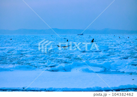 鷲　オオワシ　北海道　オホーツク海　遊覧船　クルーズ船　流氷 104382462