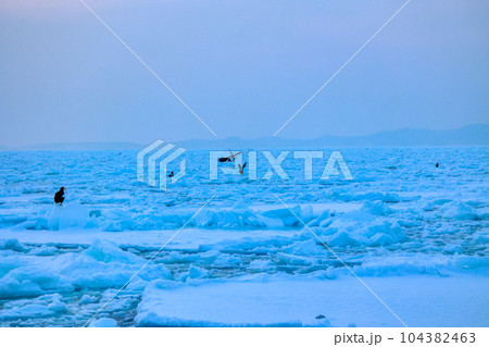 鷲　オオワシ　北海道　オホーツク海　遊覧船　クルーズ船　流氷 104382463