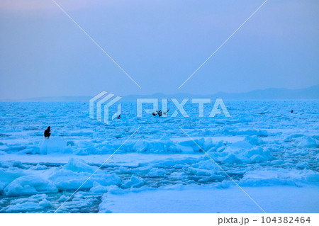 鷲　オオワシ　北海道　オホーツク海　遊覧船　クルーズ船　流氷 104382464