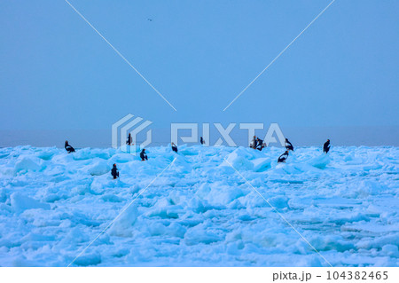 鷲　オオワシ　北海道　オホーツク海　遊覧船　クルーズ船　流氷 104382465