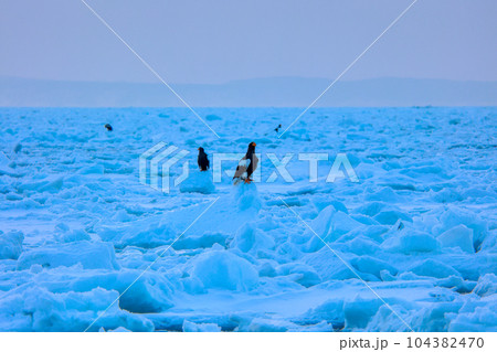 鷲 オオワシ 北海道 オホーツク海 遊覧船 クルーズ船 流氷 鷲 オオワシ 北海道 オホーツク海 遊覧船 クルーズ船 流氷 104382470