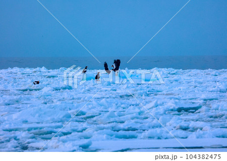 鷲 オオワシ 北海道 オホーツク海 遊覧船 クルーズ船 流氷 鷲 オオワシ 北海道 オホーツク海 遊覧船 クルーズ船 流氷 104382475