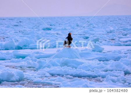 鷲　オオワシ　北海道　オホーツク海　遊覧船　クルーズ船　流氷 104382480