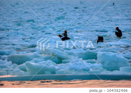 鷲　オオワシ　北海道　オホーツク海　遊覧船　クルーズ船　流氷 104382486