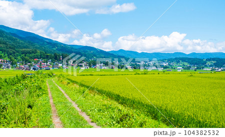 夏の田園風景（8月） 104382532