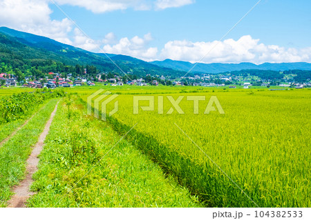 夏の田園風景（8月） 104382533