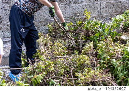 庭木の伐採 庭木の伐採 104382607