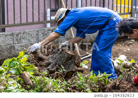 庭木の伐採 庭木の伐採 104382613