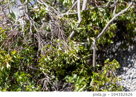 庭木の伐採 庭木の伐採 104382626