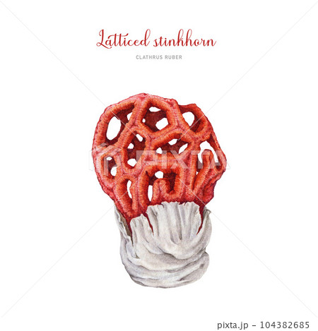 Latticed stinkhorn watercolor illustration. Hand drawn botanical Clathrus ruber fungus. Red cage mushroom toxic poisonous fungi. Beautiful rare basket stinkhorn mushroom. White background 104382685