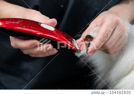 A female groomer cuts the hair between the toes of a Papillon dog. A female groomer cuts the hair between the toes of a Papillon dog. 104382810
