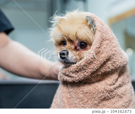 A woman wipes a Pomeranian with a beige towel after washing. Spitz dog in the grooming salon.  104382873