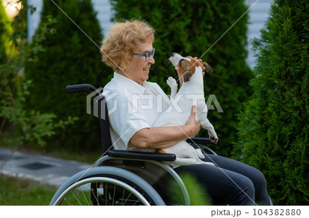 Elderly caucasian woman hugging a jack russell terrier dog while sitting in a wheelchair on a walk outdoors. Elderly caucasian woman hugging a jack russell terrier dog while sitting in a wheelchair on a walk outdoors. 104382880