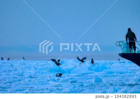 鷲　オオワシ　北海道　オホーツク海　遊覧船　クルーズ船　流氷 104382893