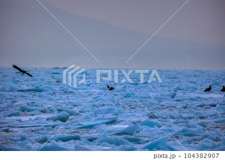 鷲　オオワシ　北海道　オホーツク海　遊覧船　クルーズ船　流氷 104382907