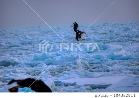 鷲　オオワシ　北海道　オホーツク海　遊覧船　クルーズ船　流氷 104382911