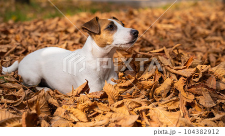 Jack Russell Terrier dog in a pile of yellow fallen leaves.  104382912