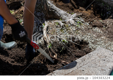 庭木の伐採 庭木の伐採 104383224