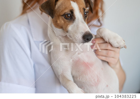Veterinarian holding a jack russell terrier dog with dermatitis. Veterinarian holding a jack russell terrier dog with dermatitis. 104383225
