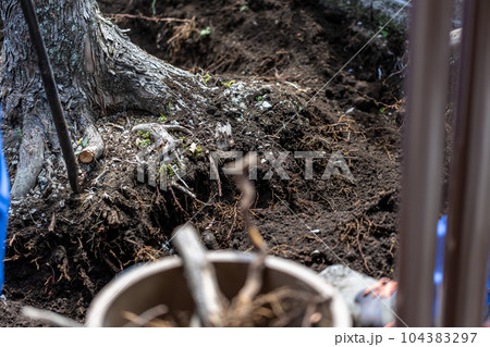 庭木の伐採 庭木の伐採 104383297
