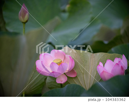 大賀ハス 大賀ハス 104383362