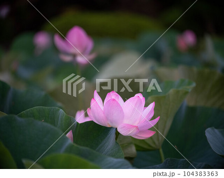 大賀ハス 104383363