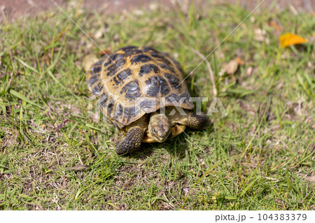 散歩するロシア陸亀　ロシアリクガメ　陸亀 104383379