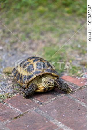 散歩するロシア陸亀　ロシアリクガメ　陸亀 104383385