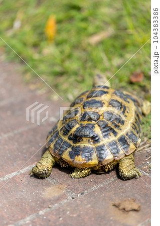散歩するロシア陸亀 ロシアリクガメ 陸亀 散歩するロシア陸亀 ロシアリクガメ 陸亀 104383386