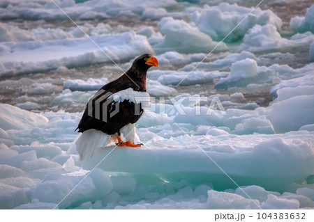 鷲　オオワシ　北海道　オホーツク海　遊覧船　クルーズ船　流氷 104383632