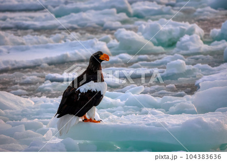鷲　オオワシ　北海道　オホーツク海　遊覧船　クルーズ船　流氷 104383636