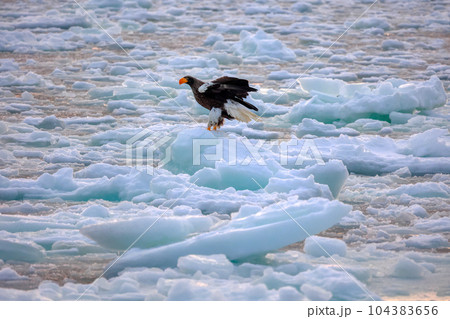 鷲　オオワシ　北海道　オホーツク海　遊覧船　クルーズ船　流氷 104383656