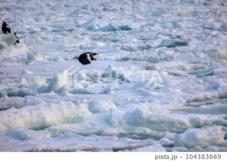 鷲　オオワシ　北海道　オホーツク海　遊覧船　クルーズ船　流氷 104383669