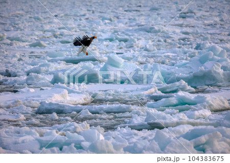 鷲　オオワシ　北海道　オホーツク海　遊覧船　クルーズ船　流氷 104383675