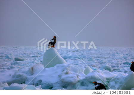 鷲 オオワシ 北海道 オホーツク海 遊覧船 クルーズ船 流氷 鷲 オオワシ 北海道 オホーツク海 遊覧船 クルーズ船 流氷 104383681