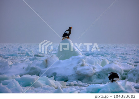 鷲 オオワシ 北海道 オホーツク海 遊覧船 クルーズ船 流氷 鷲 オオワシ 北海道 オホーツク海 遊覧船 クルーズ船 流氷 104383682