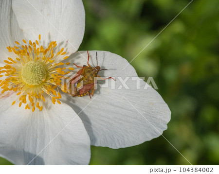 Close-up of a forest bug Pentatomidae sitting on a white petal of an anemone flower. Spring background. 104384002