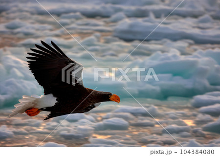 鷲　オオワシ　北海道　オホーツク海　遊覧船　クルーズ船　流氷 104384080